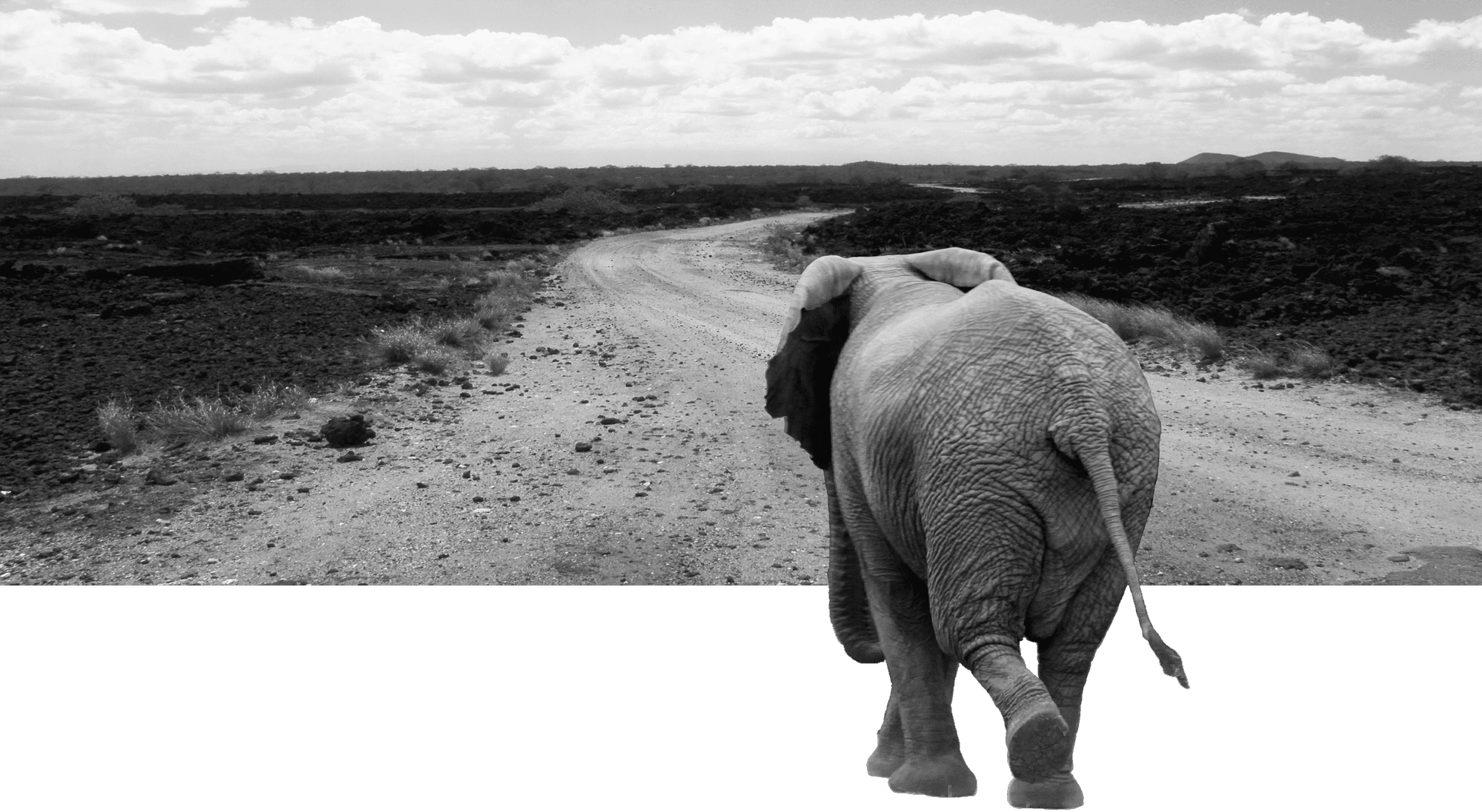 Das Footer Bild zeigt einen Elefanten, der in ein Bild mit Sandweg in afrikanischer Graslandschaft steigt